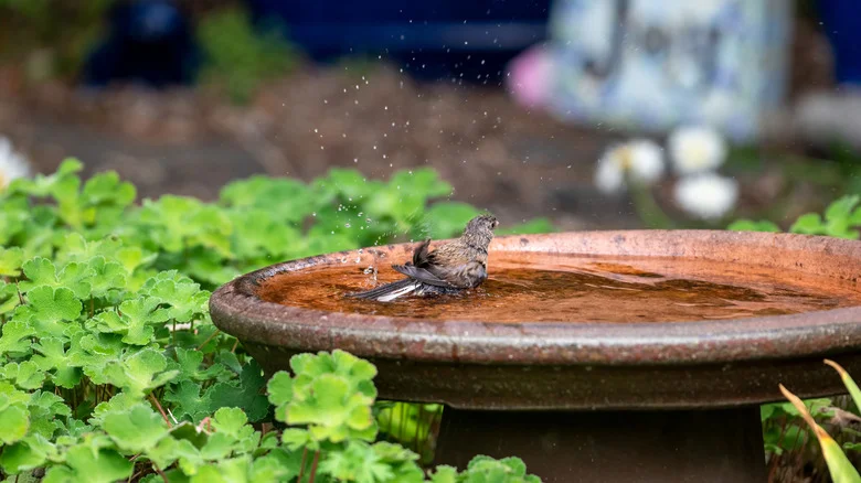 Why You May Want To Think Twice About The Penny In The Bird Bath Hack