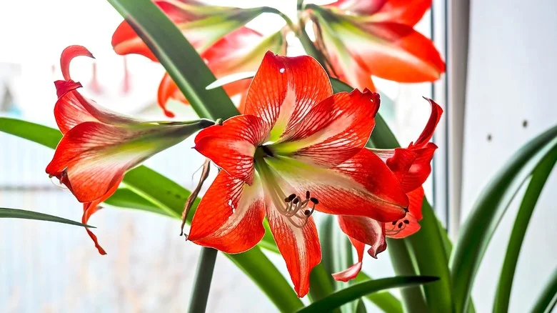 Why You May Want To Think Twice Before Growing Amaryllis