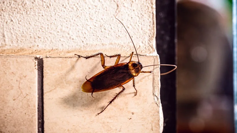 Why You May Want To Think Twice Before Using This Natural Oil To Repel Roaches