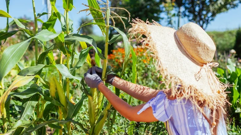 Why You Might Consider Detasseling Corn In The Garden