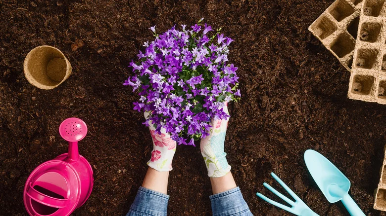 Why You Might Consider Using Mulch With Ground Cover Plants (& How To Do It Right)