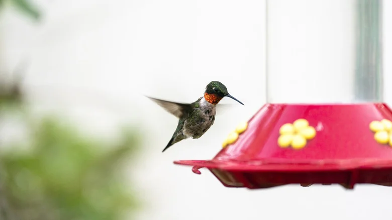 Why You Might See Less Hummingbirds At Your Feeders In Midsummer