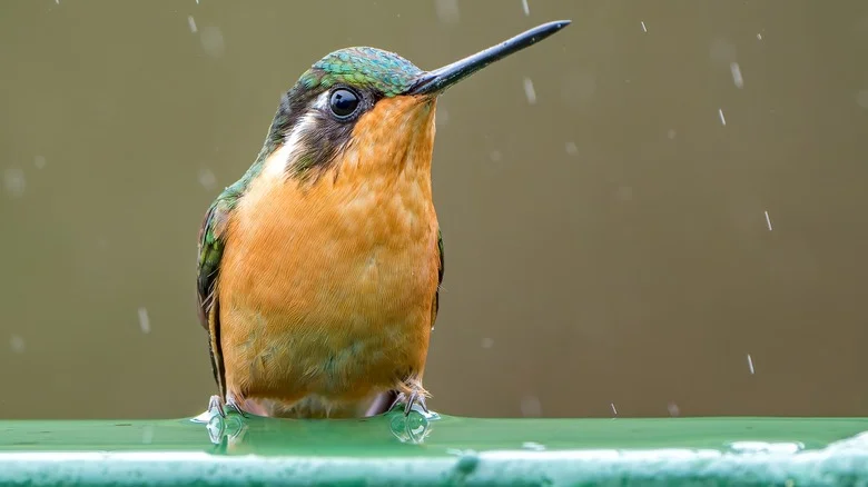 Why You Might See The Most Hummingbirds During The Worst Weather