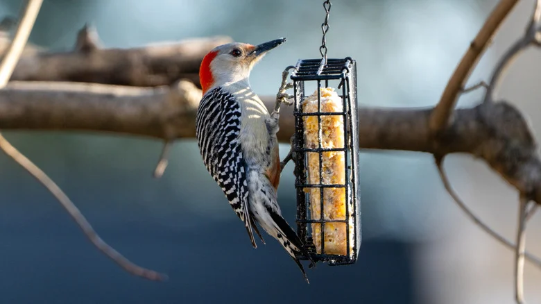 Why You Might Think Twice Before Using Suet To Attract Birds To Your Yard