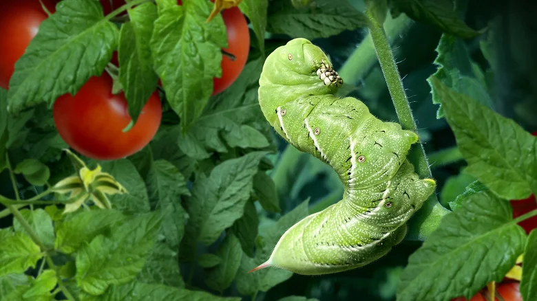 Why You Might Want To Think Twice Before Killing Tomato Hornworms In Your Garden