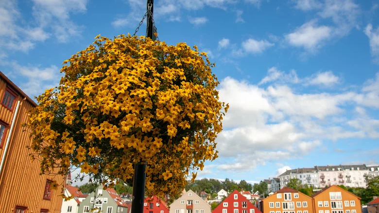 Why You Should Add Bidens Flower To Your Hanging Basket If You Love Hummingbirds