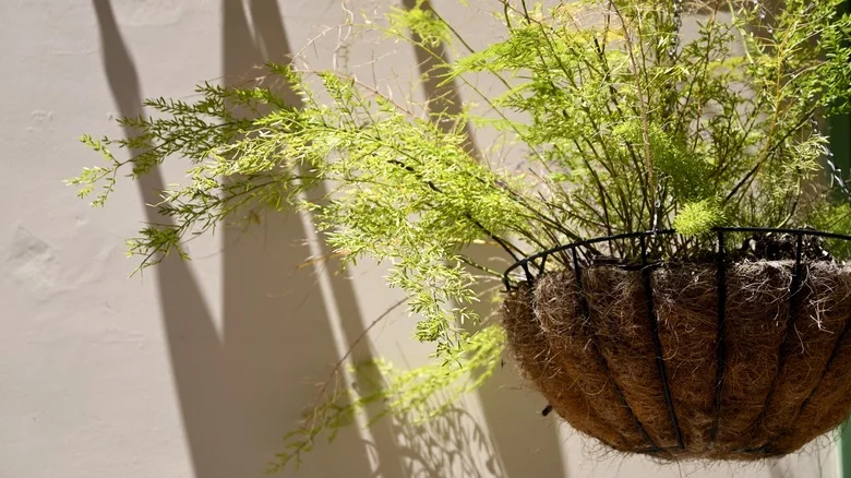 Why You Should Add Moss To Your Hanging Basket Before Planting