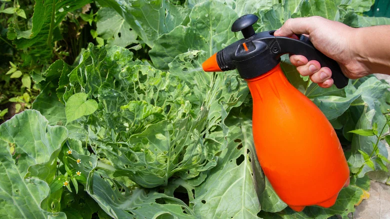 Why You Should Avoid Using Vinegar To Kill Weeds In Your Garden
