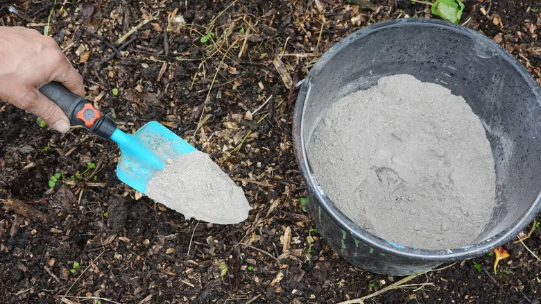 Why You Should Avoid Using Wood Ash As Fertilizer For Your Blueberries