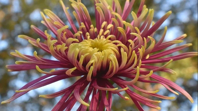 Why You Should Be Planting Fuji Mums Right Now For Long Lasting, Late Season Blooms