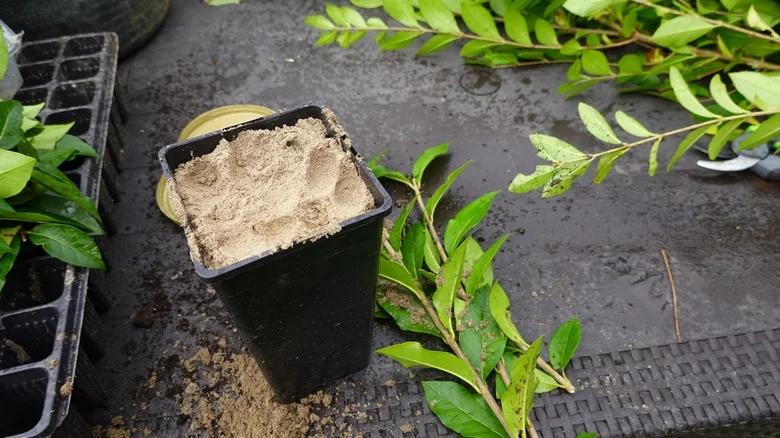 Why You Should Be Propagating Your Plants In Sand