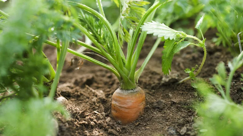 Why You Should Be Thinning Your Carrot Plants For Bigger Results