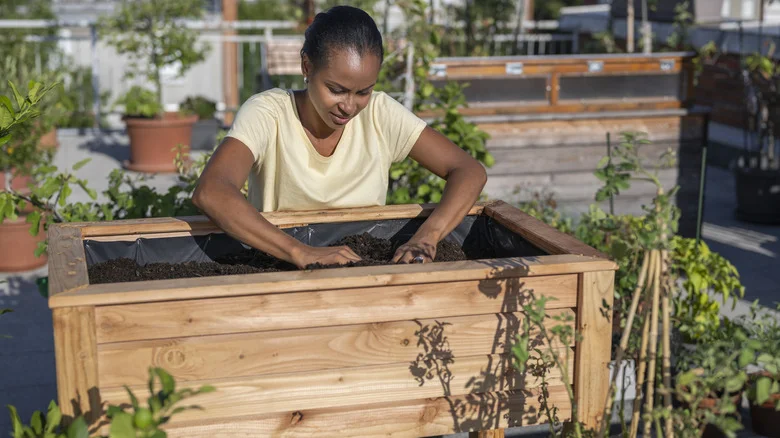 Why You Should Be Using Cedar Wood For Your Raised Garden Beds