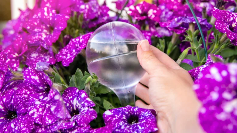 Why You Should Be Using Irrigation Globes In Your Garden