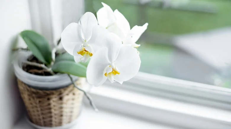 Why You Should Consider Growing Your Orchid In The Shower