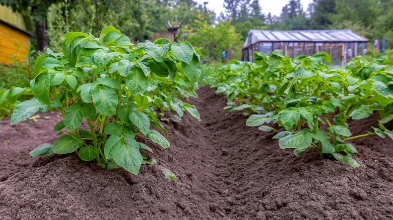 Why You Should Consider Raised Row Gardening If You Live In A Rainy Area