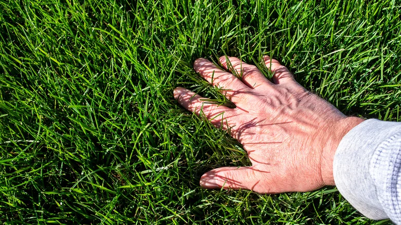 Why You Should Consider Using Humic Acid To Help Your Lawn Flourish