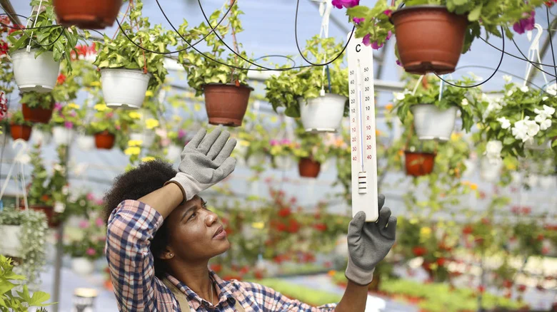 Why You Should Consider Wrapping Your Planters In Aluminum Foil During Summer