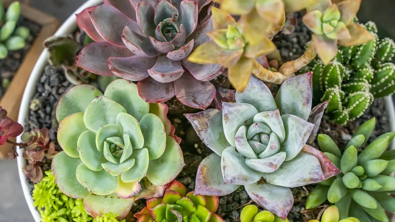Why You Should DIY Your Own Succulent Soil For Thriving Plants