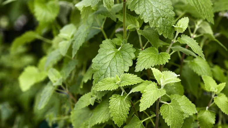 Why You Should Grow Catnip Even If You Don’t Have Cats