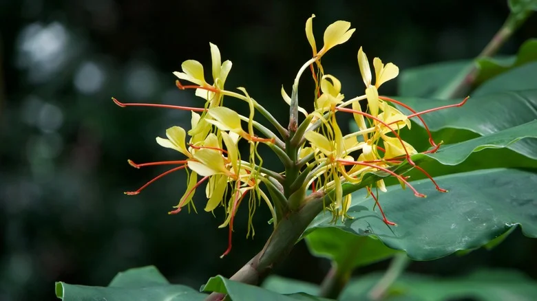 Why You Should Grow Ginger Flower As An Indoor Plant To Enjoy Beautiful Blooms