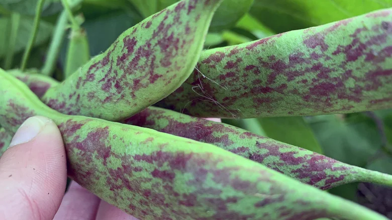 Why You Should Grow Pinto Beans In The Summer