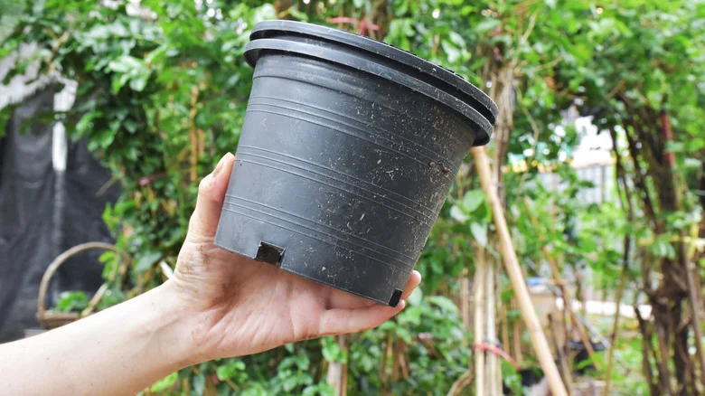 Why You Should Hang An Empty Plastic Nursery Pot Around Your Bird Feeder