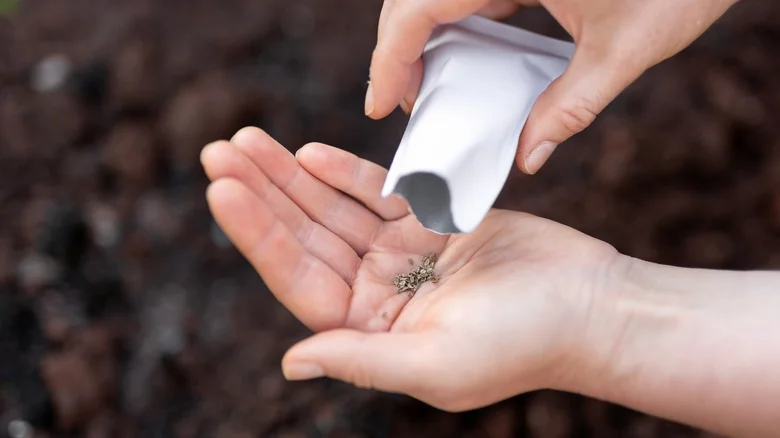 Why You Should Ignore Directions On Carrot Seed Packets & Use These Tips Instead