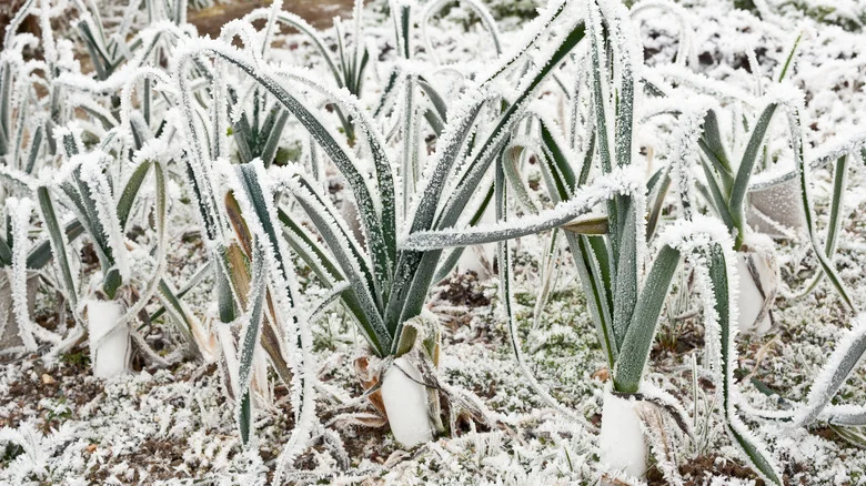 Why You Should Keep A Jug Of Hot Water Near Your Plants In Chilly Temperatures