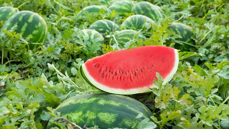 Why You Should Leave A Slice Of Watermelon In Your Garden During The Day