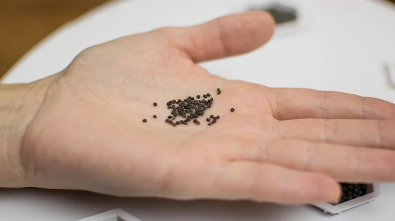 Why You Should Mix Small Seeds With Sand Before Sowing