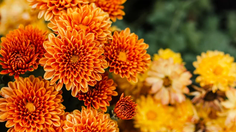 Why You Should Plant Mums In The Spring, According To Our Professional Gardener