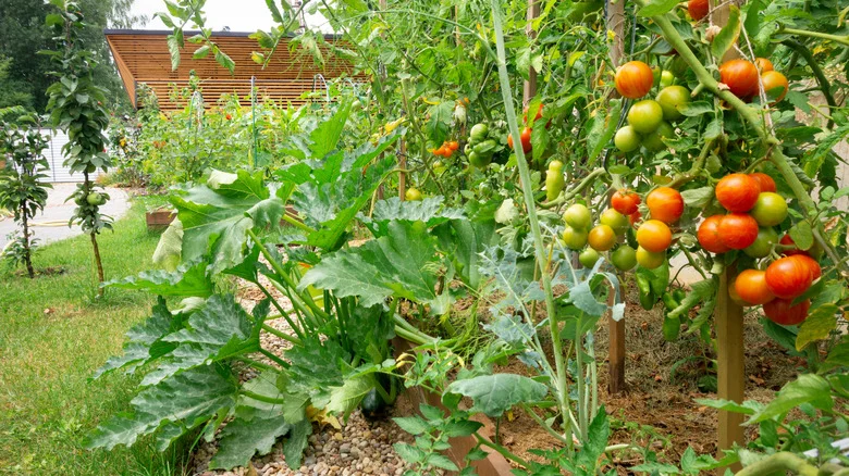 Why You Should Plant Tomatoes And Zucchini Together In The Garden