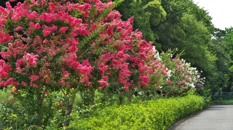 Why You Should Reconsider Growing Hostas With Your Crepe Myrtle Trees