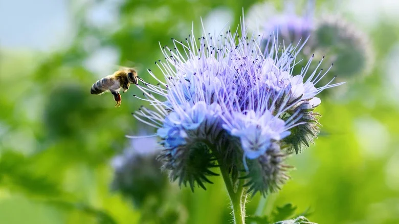 Why You Should Reconsider Growing Phacelia In Your Garden