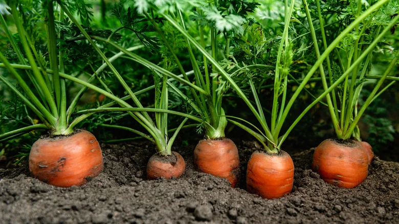 Why You Should Replant Your Carrots (It’s Not What You Think)
