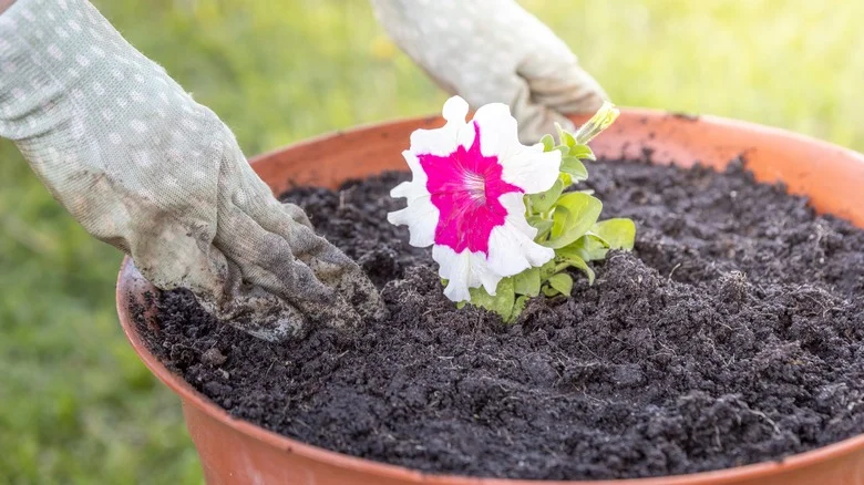 Why You Should Rethink This Pool Noodle Plant Hack This Summer