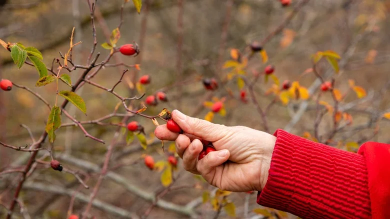 Why You Should Save Leftover Rose Hips After Pruning Your Garden