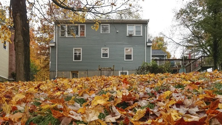 Why You Should Save Your Leaves Now For Your Spring Garden