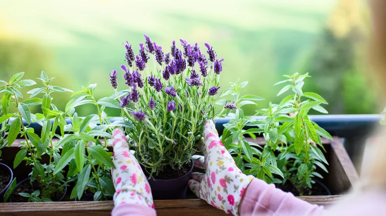 Why You Should Sprinkle Crushed Eggshells Around Your Growing Lavender Plants