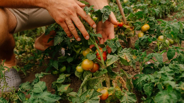 Why You Should Start Sprinkling Eggshells Around Your Tomato Garden