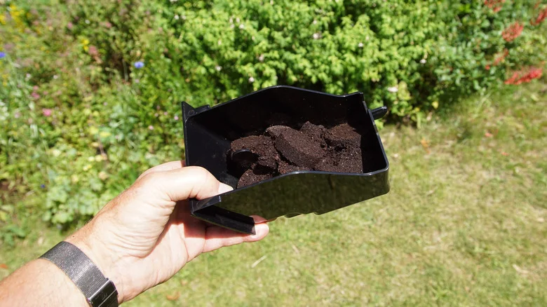 Why You Should Start Sprinkling Leftover Coffee Grounds On Your Lawn