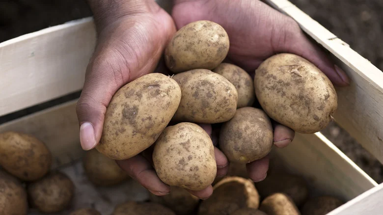 Why You Should Stop Watering Your Potatoes Weeks Before Harvesting
