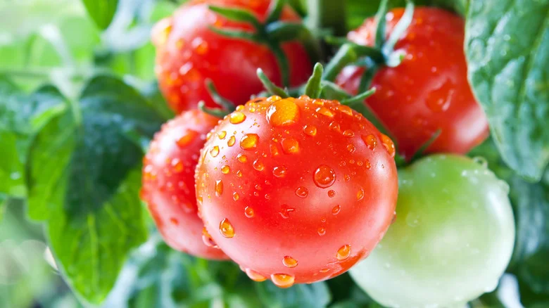 Why You Should Think Twice Before Cracking An Egg Into Your Tomato Plants