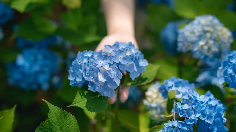 Why You Should Think Twice Before Planting Blue Hydrangeas Near Concrete Walkways
