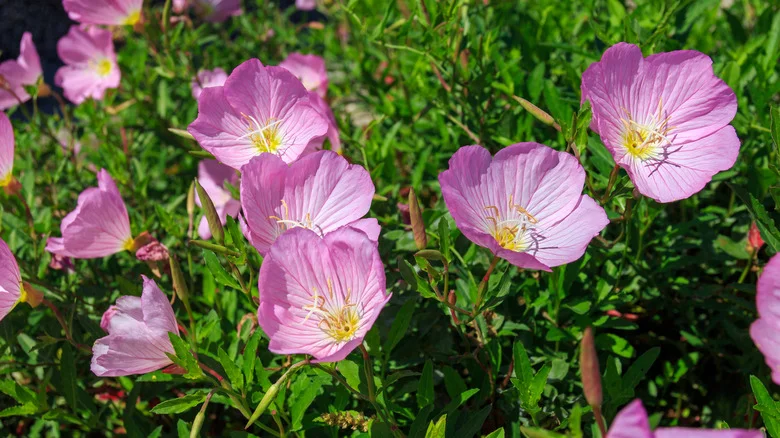 Why You Should Think Twice Before Planting Pink Evening Primrose