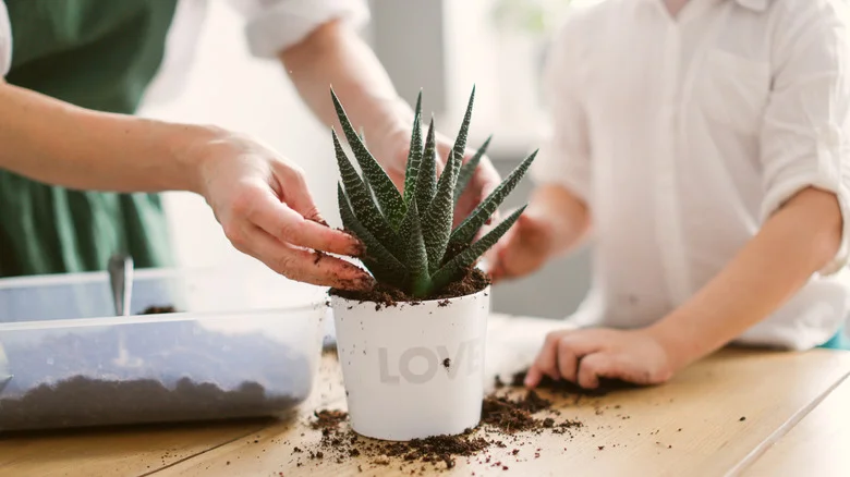 Why You Should Think Twice Before Planting Succulents In Regular Potting Soil