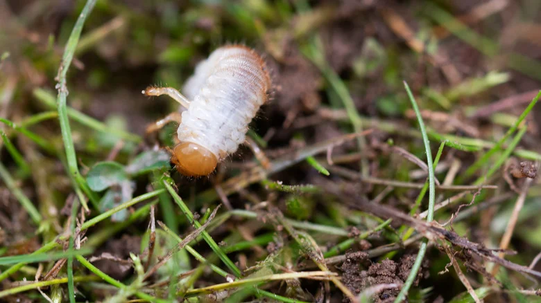 Why You Should Think Twice Before Using Dish Soap To Get Rid Of Lawn Grubs