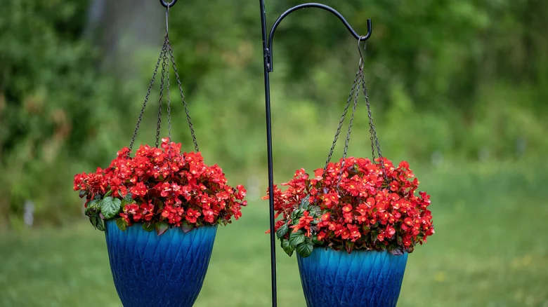 Why You Should Use 10-10-10 Fertilizer For Thriving Begonias
