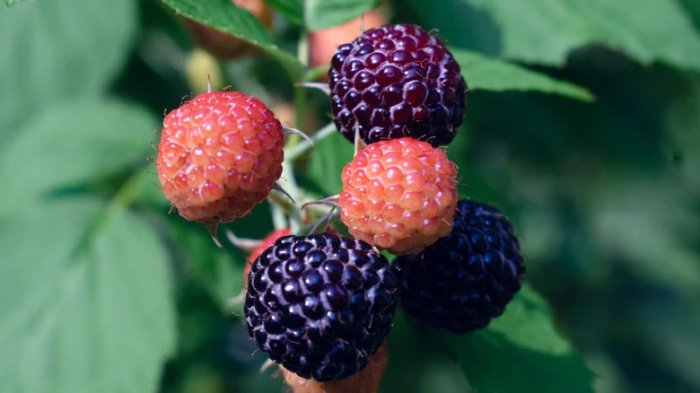 Why You Shouldn’t Grow Black Raspberries And Red Raspberries In The Same Patch